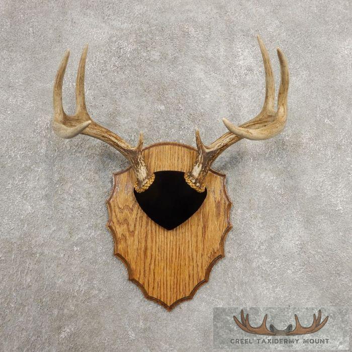 Whitetail Deer Antler Plaque Taxidermy Mount For Sale
