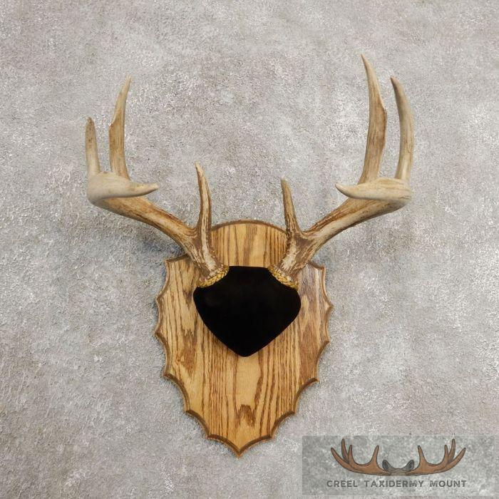 Whitetail Deer Antler Plaque Taxidermy Mount For Sale