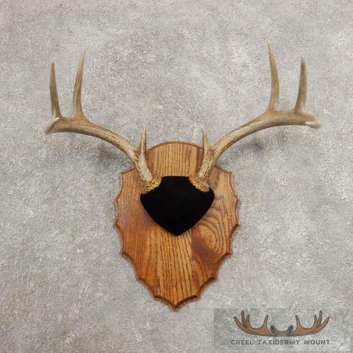 Whitetail Deer Antler Plaque Taxidermy Mount For Sale