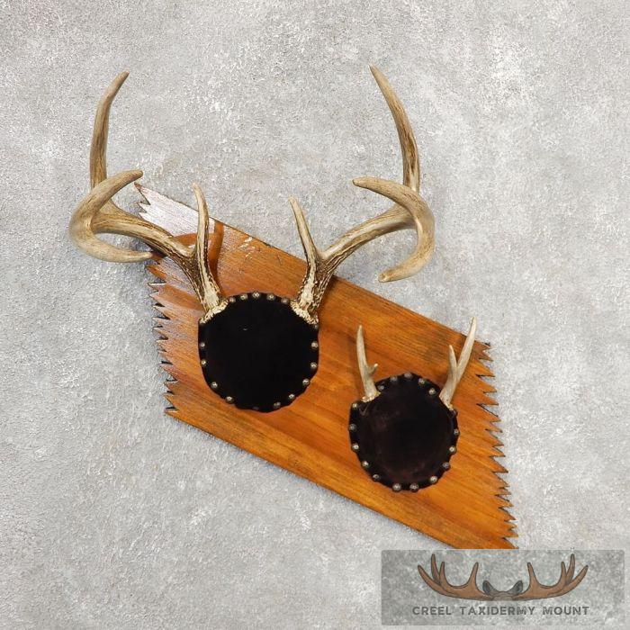 Whitetail Deer Antler Plaque Taxidermy Mount For Sale