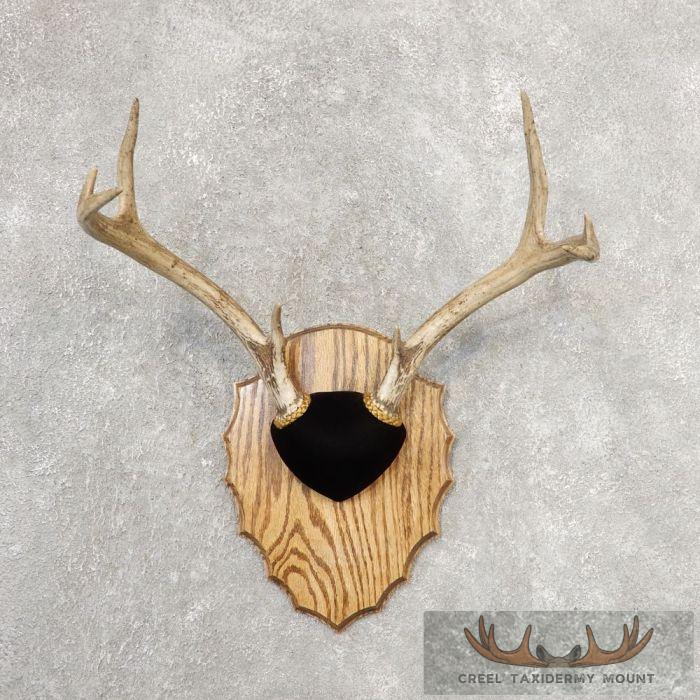 Whitetail Deer Antler Plaque Taxidermy Mount For Sale