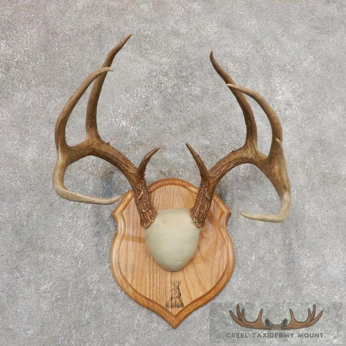 Whitetail Deer Antler Plaque Taxidermy Mount For Sale