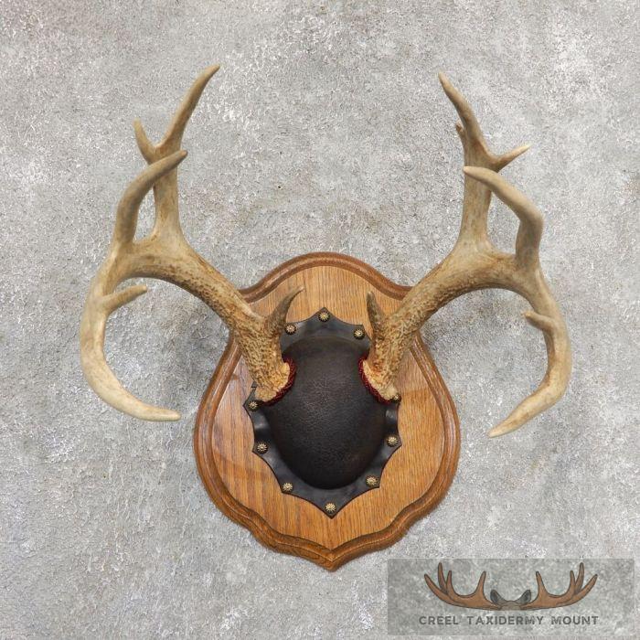 Whitetail Deer Antler Plaque Taxidermy Mount For Sale