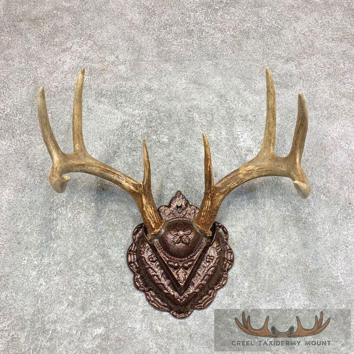 Whitetail Deer Antler Plaque Taxidermy Mount For Sale