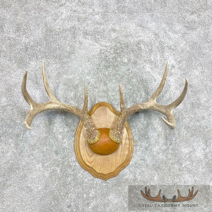 Whitetail Deer Antler Plaque Taxidermy Mount For Sale