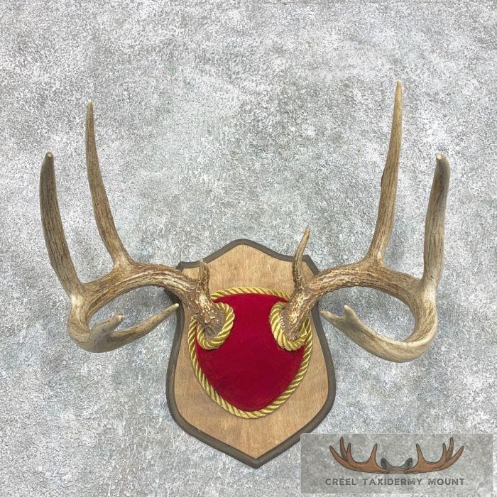 Whitetail Deer Antler Plaque Taxidermy Mount For Sale