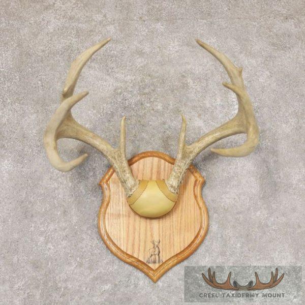 Whitetail Deer Antler Plaque Taxidermy Mount For Sale