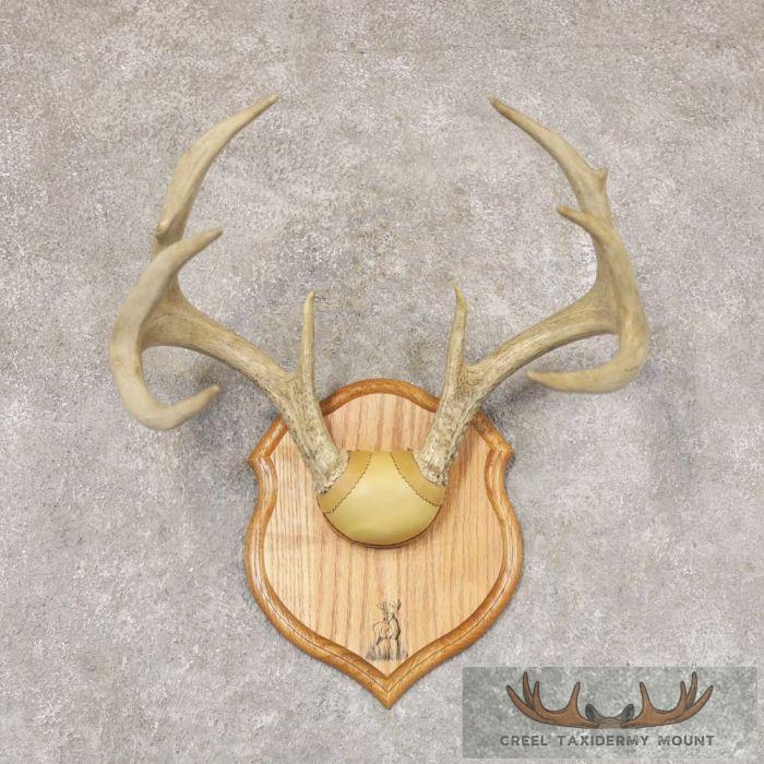 Whitetail Deer Antler Plaque Taxidermy Mount For Sale