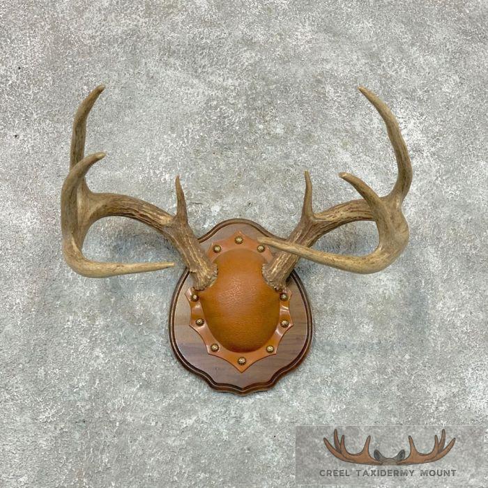 Whitetail Deer Antler Plaque Taxidermy Mount For Sale