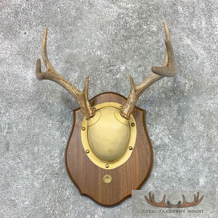 Whitetail Deer Antler Plaque Taxidermy Mount For Sale