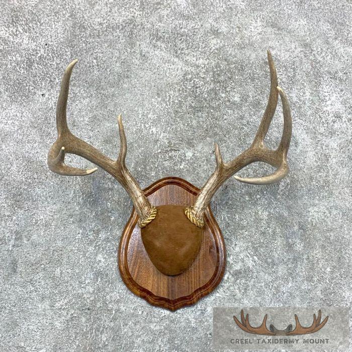 Whitetail Deer Antler Plaque Taxidermy Mount For Sale