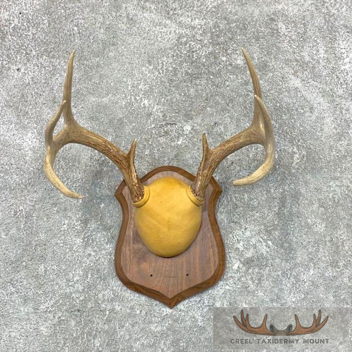 Whitetail Deer Antler Plaque Taxidermy Mount For Sale
