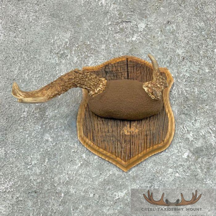 Whitetail Deer Antler Plaque Taxidermy Mount For Sale