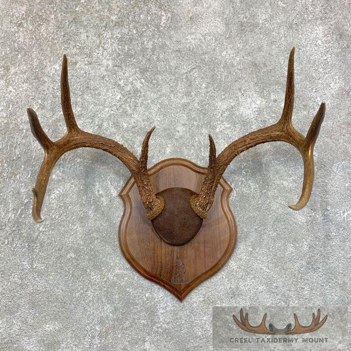 Whitetail Deer Antler Plaque Taxidermy Mount For Sale