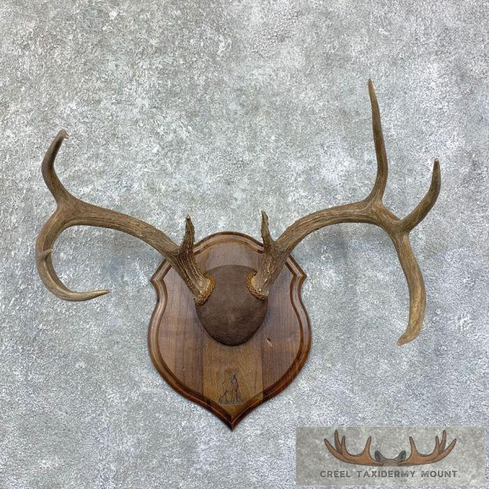Whitetail Deer Antler Plaque Taxidermy Mount For Sale