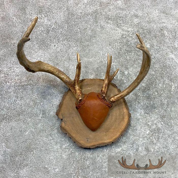 Whitetail Deer Antler Plaque Taxidermy Mount For Sale