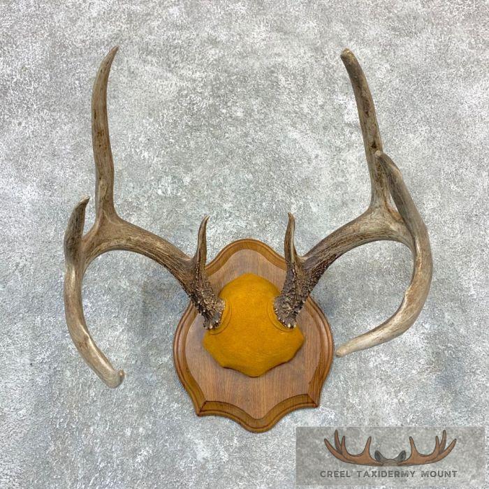 Whitetail Deer Antler Plaque Taxidermy Mount For Sale