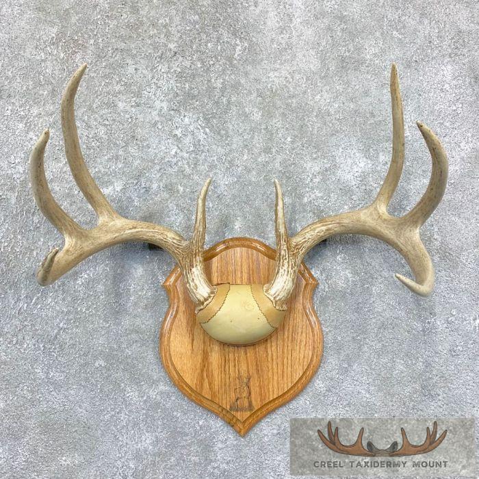 Whitetail Deer Antler Plaque Taxidermy Mount For Sale