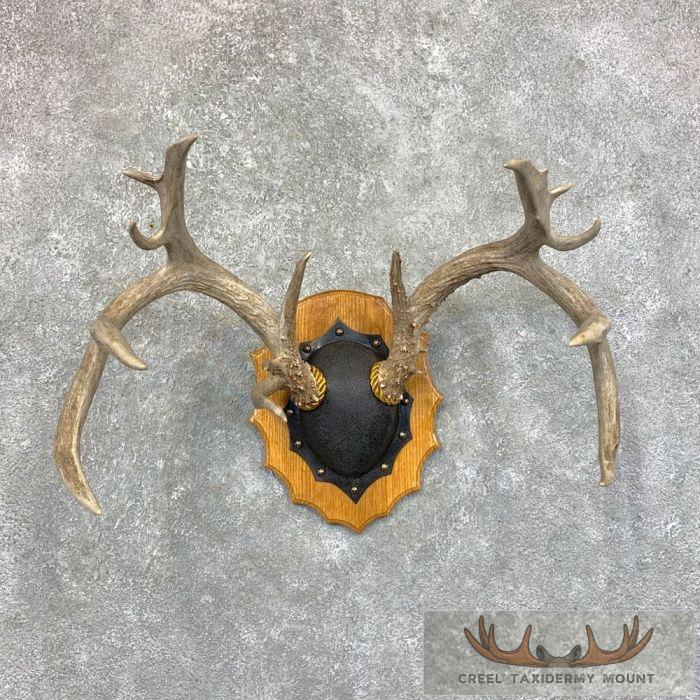 Whitetail Deer Antler Plaque Taxidermy Mount For Sale