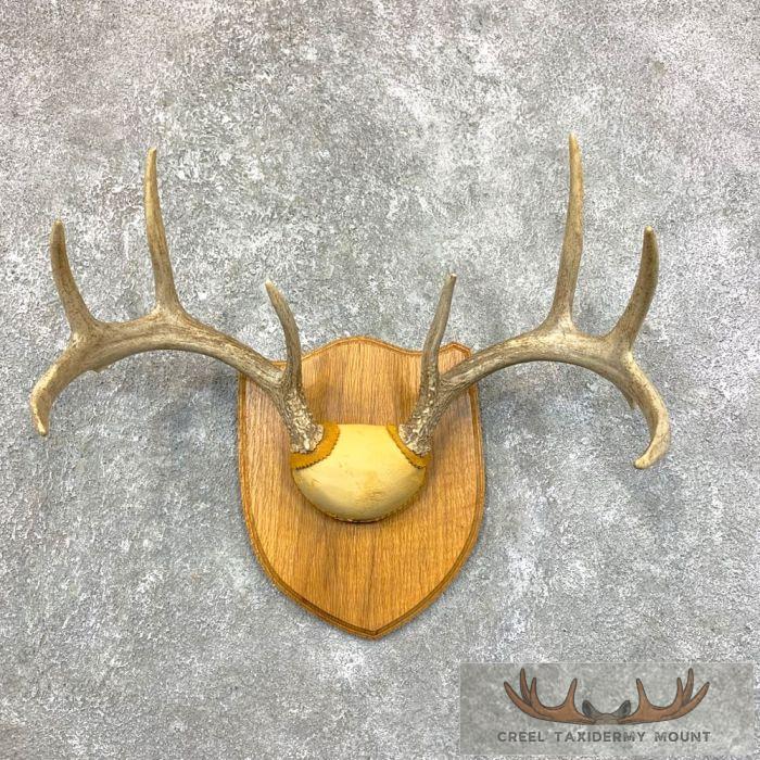 Whitetail Deer Antler Plaque Taxidermy Mount For Sale
