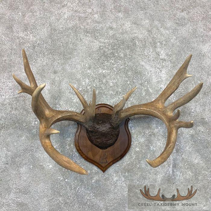 Whitetail Deer Antler Plaque Taxidermy Mount For Sale