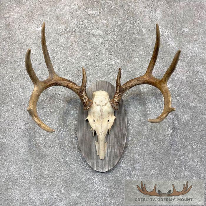 Whitetail Deer Antler Plaque Taxidermy Mount For Sale