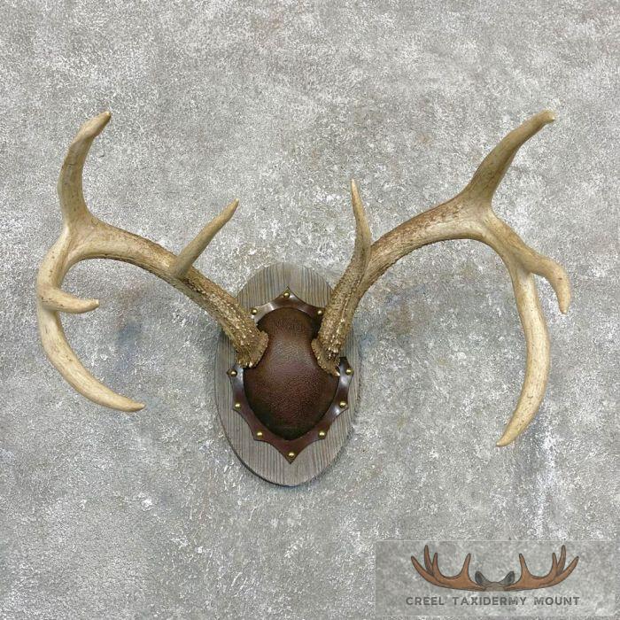 Whitetail Deer Antler Plaque Taxidermy Mount For Sale