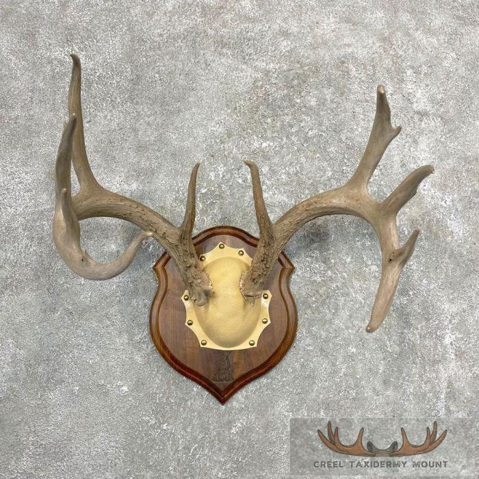 Whitetail Deer Antler Plaque Taxidermy Mount For Sale