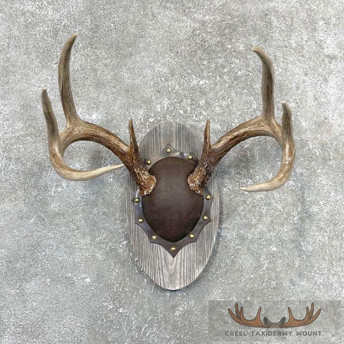 Whitetail Deer Antler Plaque Taxidermy Mount For Sale