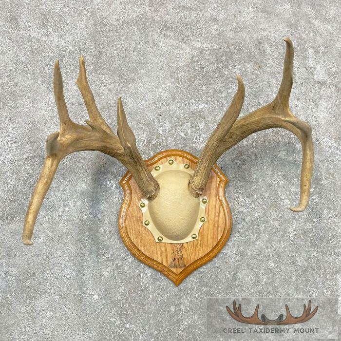 Whitetail Deer Antler Plaque Taxidermy Mount For Sale