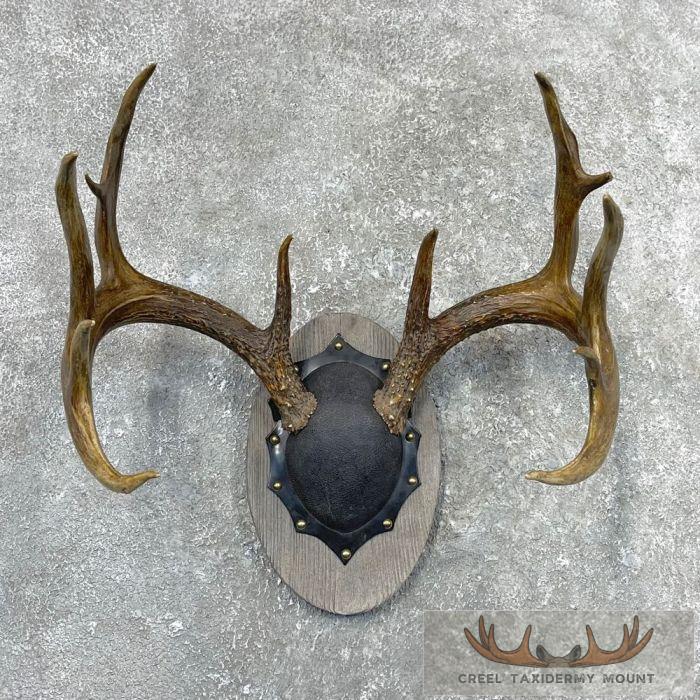 Whitetail Deer Antler Plaque Taxidermy Mount For Sale