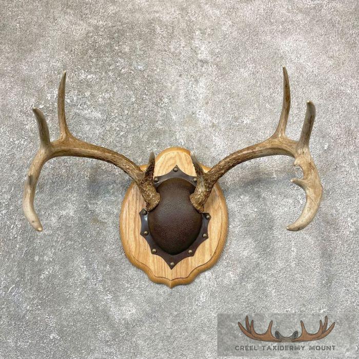 Whitetail Deer Antler Plaque Taxidermy Mount For Sale