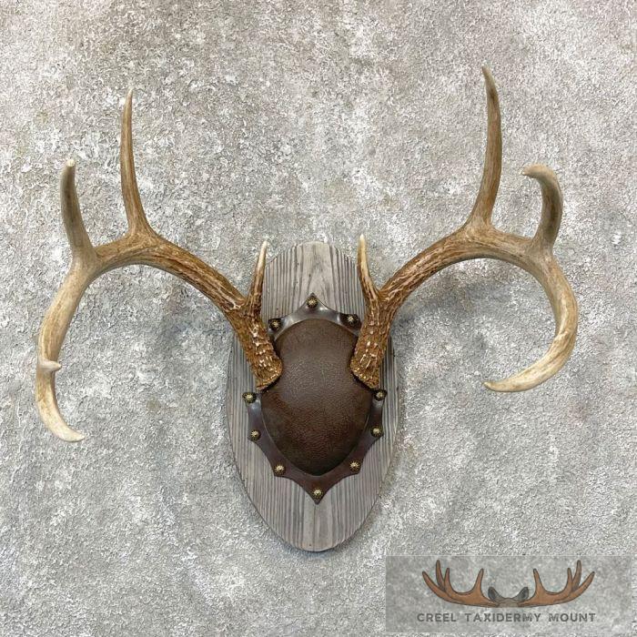 Whitetail Deer Antler Plaque Taxidermy Mount For Sale