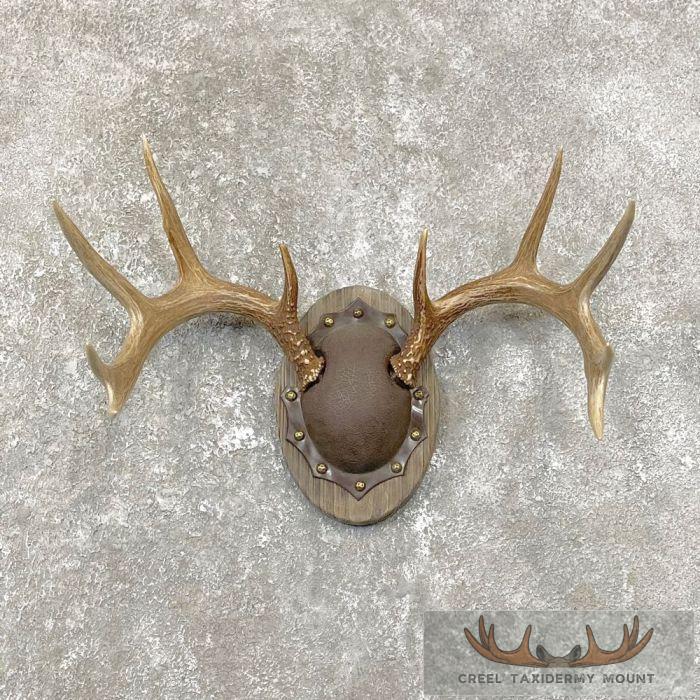 Whitetail Deer Antler Plaque Taxidermy Mount For Sale