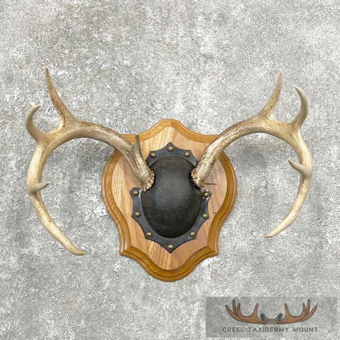 Whitetail Deer Antler Plaque Taxidermy Mount For Sale