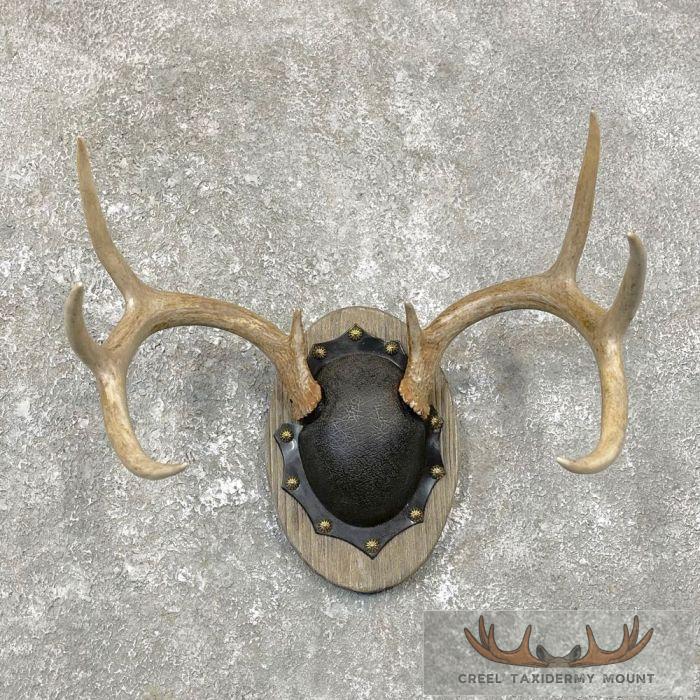 Whitetail Deer Antler Plaque Taxidermy Mount For Sale
