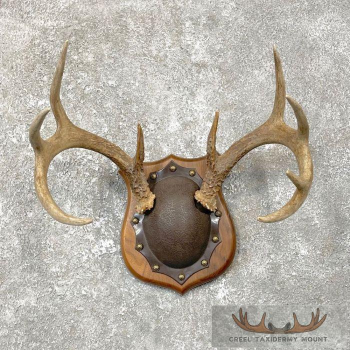 Whitetail Deer Antler Plaque Taxidermy Mount For Sale