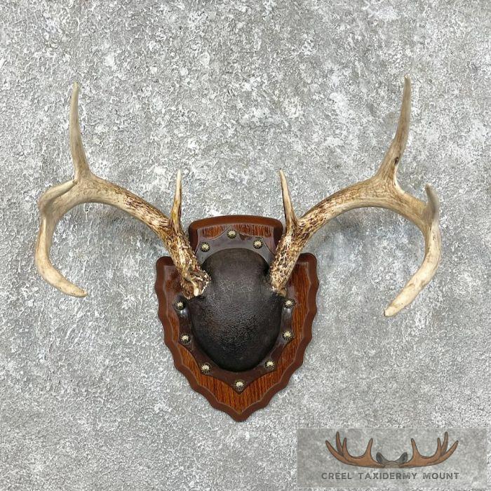 Whitetail Deer Antler Plaque Taxidermy Mount For Sale