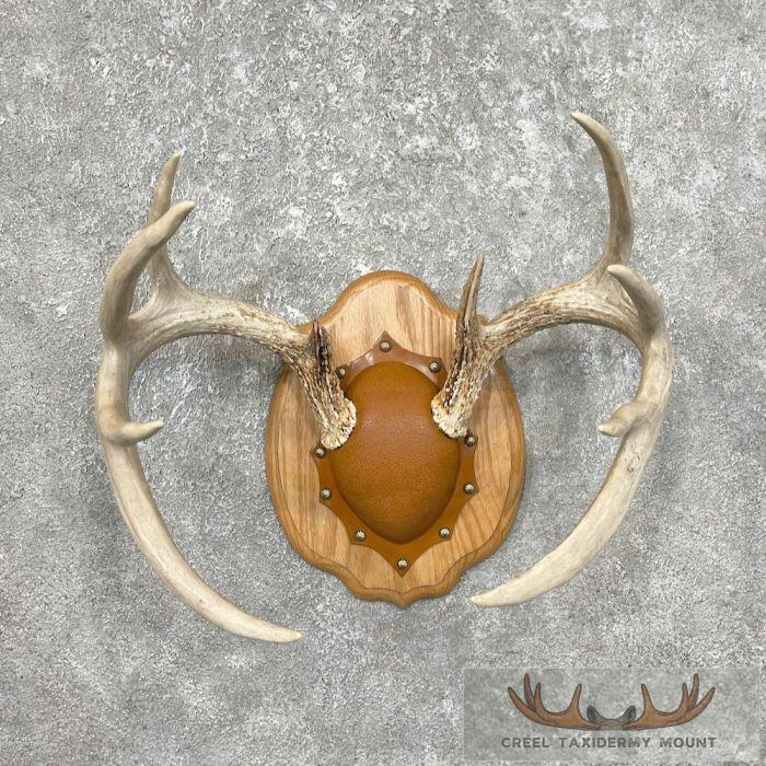 Whitetail Deer Antler Plaque Taxidermy Mount For Sale