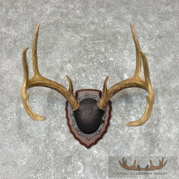 Whitetail Deer Antler Plaque Taxidermy Mount For Sale