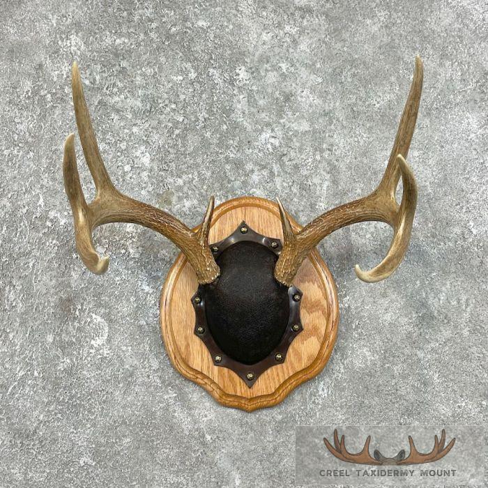 Whitetail Deer Antler Plaque Taxidermy Mount For Sale