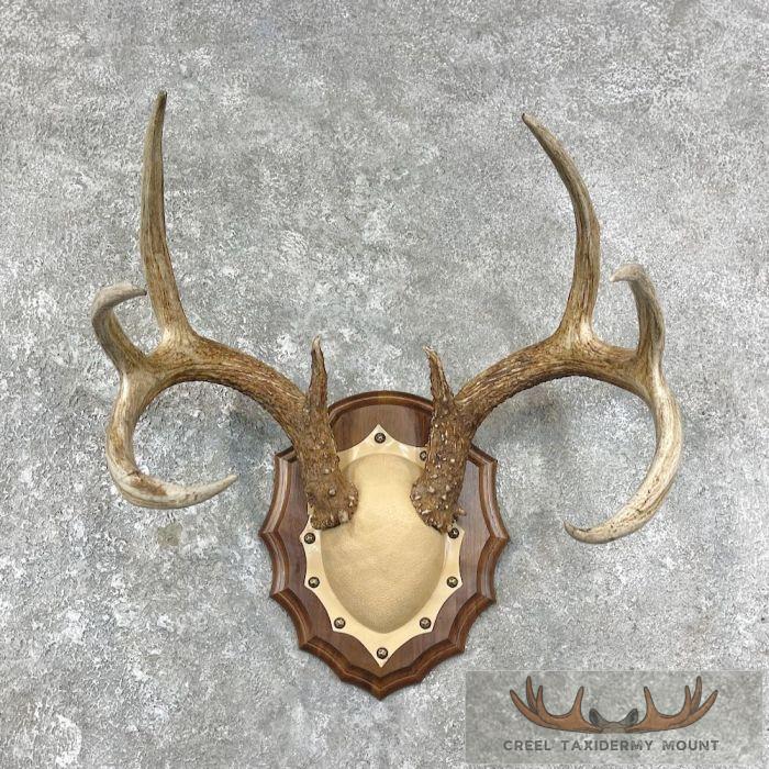 Whitetail Deer Antler Plaque Taxidermy Mount For Sale