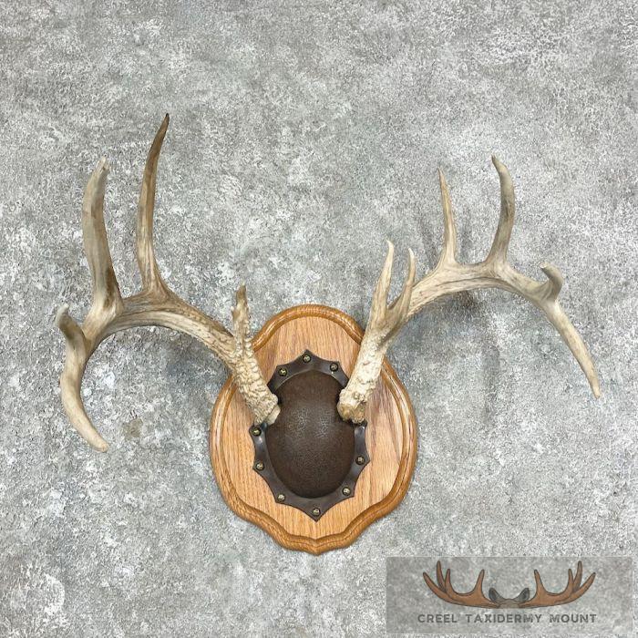 Whitetail Deer Antler Plaque Taxidermy Mount For Sale