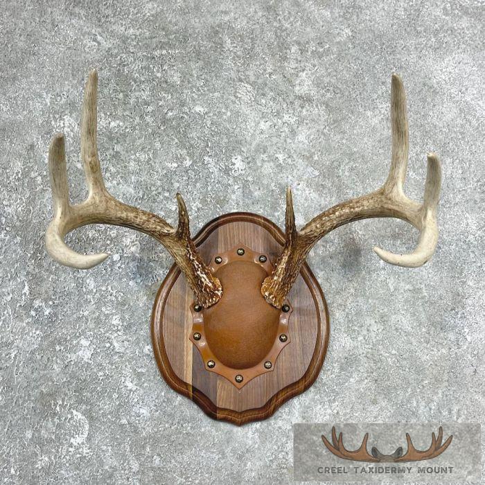 Whitetail Deer Antler Plaque Taxidermy Mount For Sale