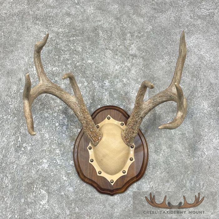 Whitetail Deer Antler Plaque Taxidermy Mount For Sale