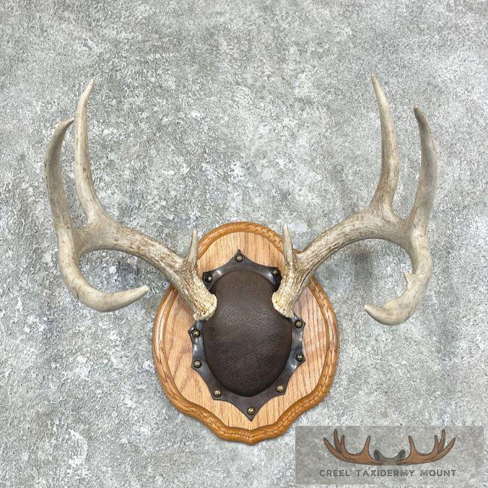 Whitetail Deer Antler Plaque Taxidermy Mount For Sale