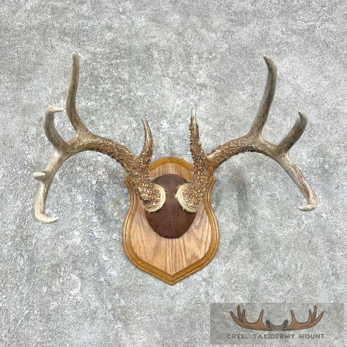 Whitetail Deer Antler Plaque Taxidermy Mount For Sale