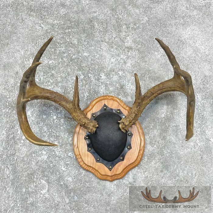 Whitetail Deer Antler Plaque Taxidermy Mount For Sale