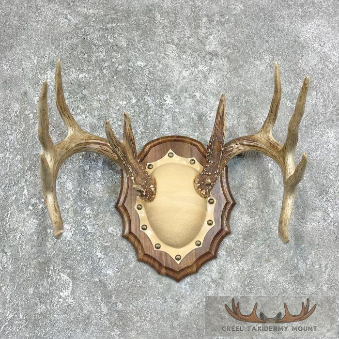 Whitetail Deer Antler Plaque Taxidermy Mount For Sale