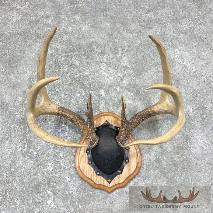 Whitetail Deer Antler Plaque Taxidermy Mount For Sale
